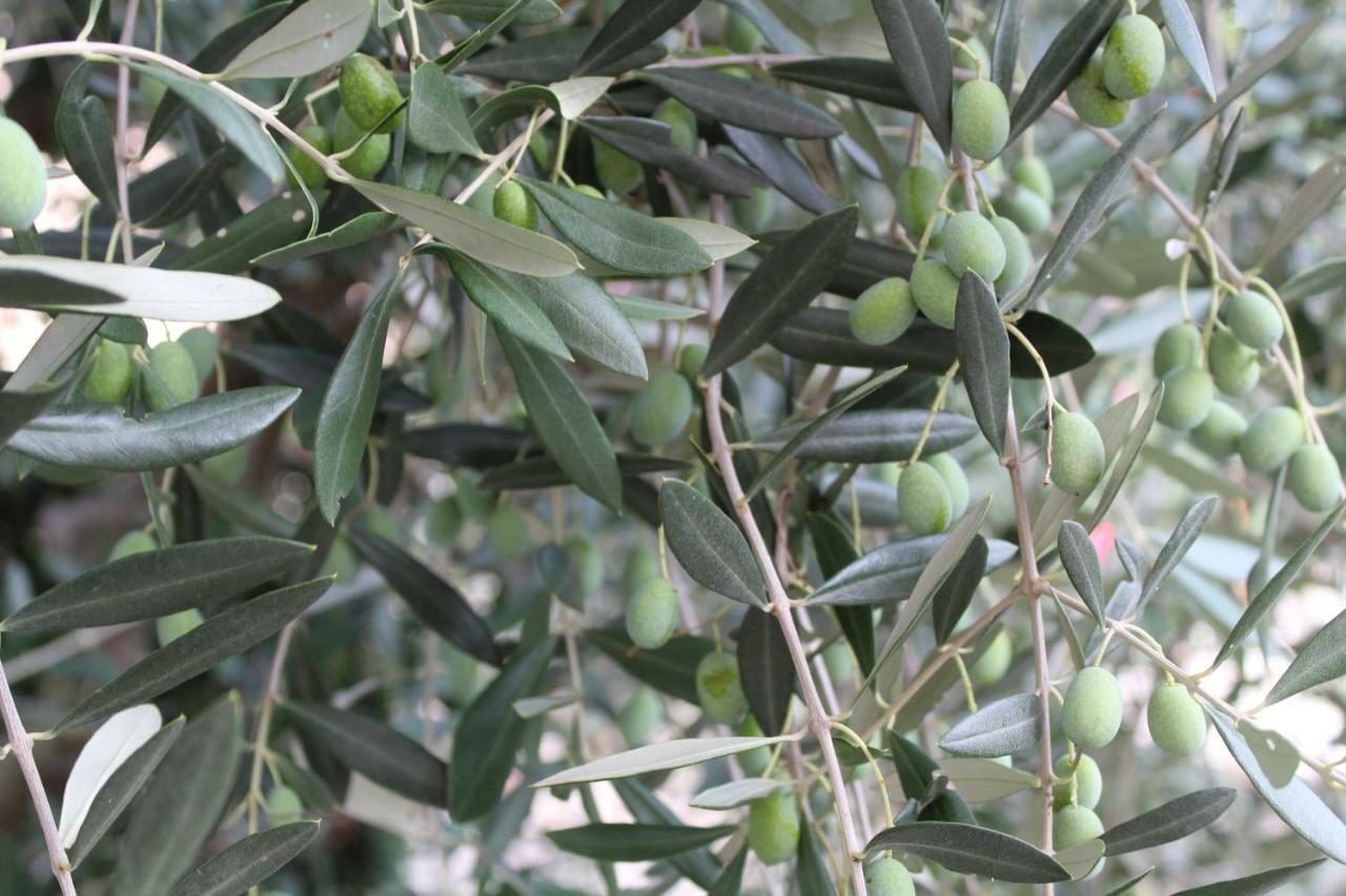 Appartamento Tre Ulivi 토스콜라노마데노 외부 사진
